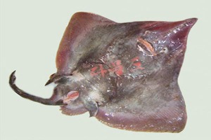 국산홍어(생물기준 6kg내외)(대청도암홍어)